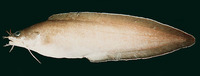 Brotula multibarbata, Goatsbeard brotula: fisheries, gamefish