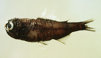Diaphus metopoclampus, Spothead lantern fish: