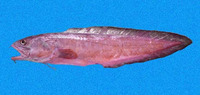 Brotula clarkae, Pacific bearded brotula: fisheries