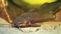 Callichthys callichthys, Cascarudo: fisheries, aquarium