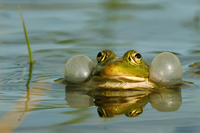 Rana esculenta - Edible Frog