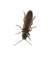 Image of: Elateridae (click beetles)