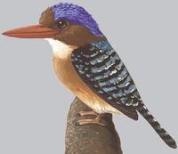 Image of: Lacedo pulchella (banded kingfisher)