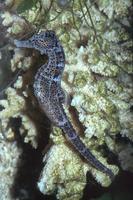 Hippocampus erectus - Horsefish