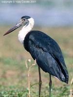 Woolly-necked Stork - Ciconia episcopus