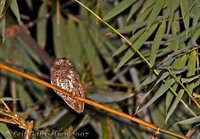 Mindanao Scops-Owl - Otus mirus