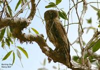 Barking Owl - Ninox connivens