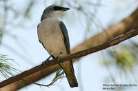 White-bellied Cuckoo-shrike - Coracina papuensis