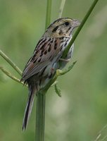 Henslow's Sparrow - Ammodramus henslowii