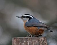Redbrested Nuthatch Male
