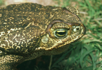 : Bufo paracnemis; Bull Toad, Curur
