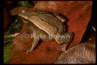 : Kalophrynus pleurostigma; Black-Spotted Narrow-Mouthed Frog