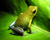 : Oophaga granulifera; Granular Poison Frog