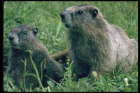 : Marmota caligata; Hoary Marmot