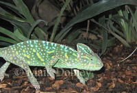 : Chamaeleo calyptratus; Veiled Chameleon