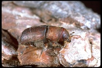 : Dendroctonus valens; Red Turpentine Beetle