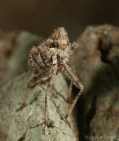 : Orgerius sp.