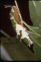 : Papilio euchenor; Swallowtail