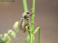 Donus zoilus - Clover Leaf Weevil