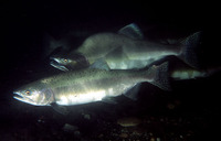Oncorhynchus gorbuscha, Pink salmon: fisheries, aquaculture, gamefish
