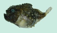 Eumicrotremus derjugini, Leatherfin lumpsucker: