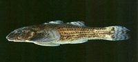 Rhyacichthys aspro, Loach goby: fisheries