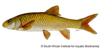 Labeobarbus aeneus, Smallmouth yellowfish: fisheries, gamefish
