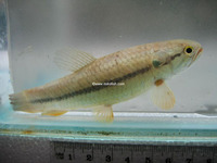 Hoplerythrinus unitaeniatus, Aimara: fisheries, aquarium