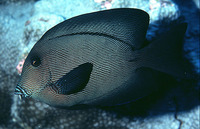 Ctenochaetus hawaiiensis, Chevron tang: aquarium