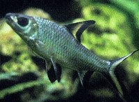 Balantiocheilos melanopterus, Tricolor sharkminnow: aquaculture, aquarium