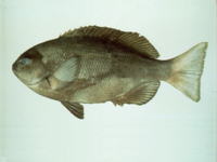 Girella punctata, : fisheries, gamefish