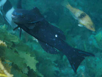 Odax cyanomelas, : aquarium