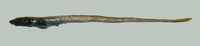 Lycodonus flagellicauda, :
