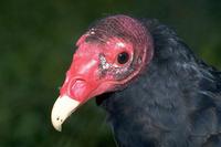 Cathartes aura - Turkey Vulture