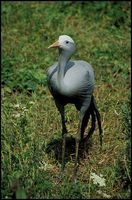 Anthropoides paradisea - Blue Crane