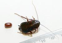 Image of: Blatta orientalis (black beetle and water bug)