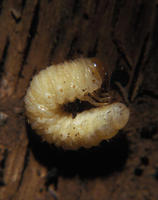 Image of: Coleoptera (beetles)