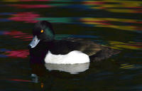 Image of: Aythya fuligula (tufted duck)