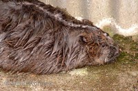Castor fiber - Eurasian Beaver