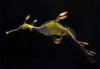 Image of: Phyllopteryx taeniolatus (common sea dragon)