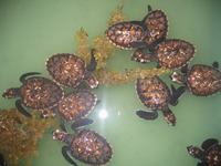 Eretmochelys imbricata - Atlantic Hawksbill Turtle