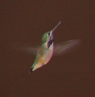 Calliope Hummingbird - Stellula calliope
