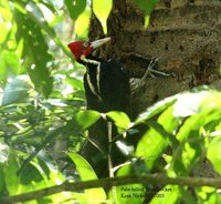 Pale-billed Woodpecker - Campephilus guatemalensis
