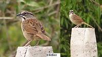 Rusty Sparrow - Aimophila rufescens