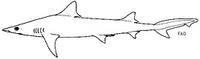 Atlantic Weasel Shark - Paragaleus pectoralis