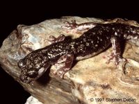 : Hydromantes supramontis; Supramont Cave Salamander