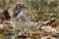 : Chondestes grammacus; Lark Sparrow