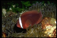 : Amphiprion frenatus; Tomanto Clownfish