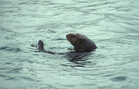 : Enhydra lutris nereis; Southern Sea Otter