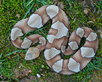 : Agkistrodon contortrix pictagaster x agkistrodon contortrix contortrix; Copperhead